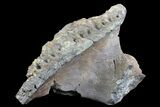 Hadrosaur (Kritosaurus) Jaw Section - Texas #76740-1